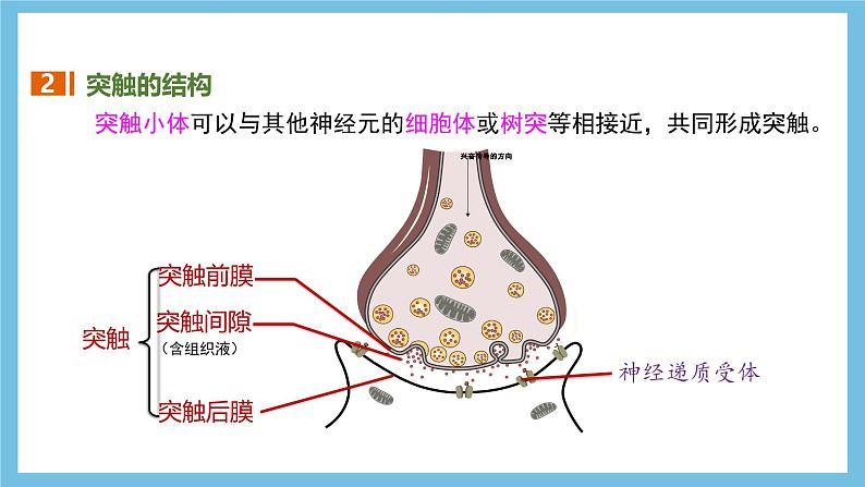 人教版高二生物选择性必修一 2.3.2 《兴奋在神经纤维上的传导》课件第6页