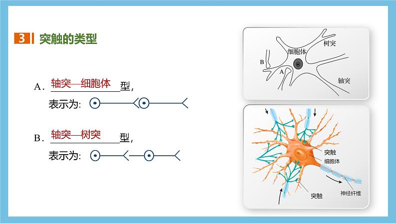 人教版高二生物选择性必修一 2.3.2 《兴奋在神经纤维上的传导》课件第7页