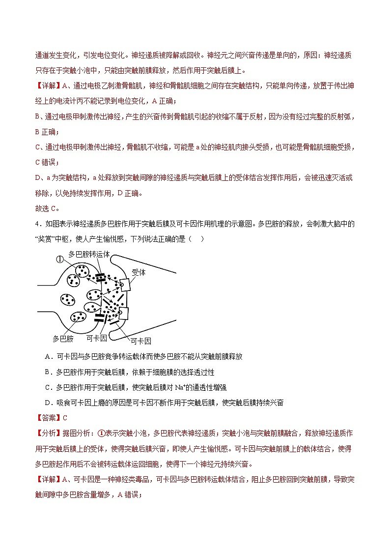 人教版高二生物选择性必修一 2.3.2 《兴奋在神经纤维上的传导》分层练习（解析版）第3页