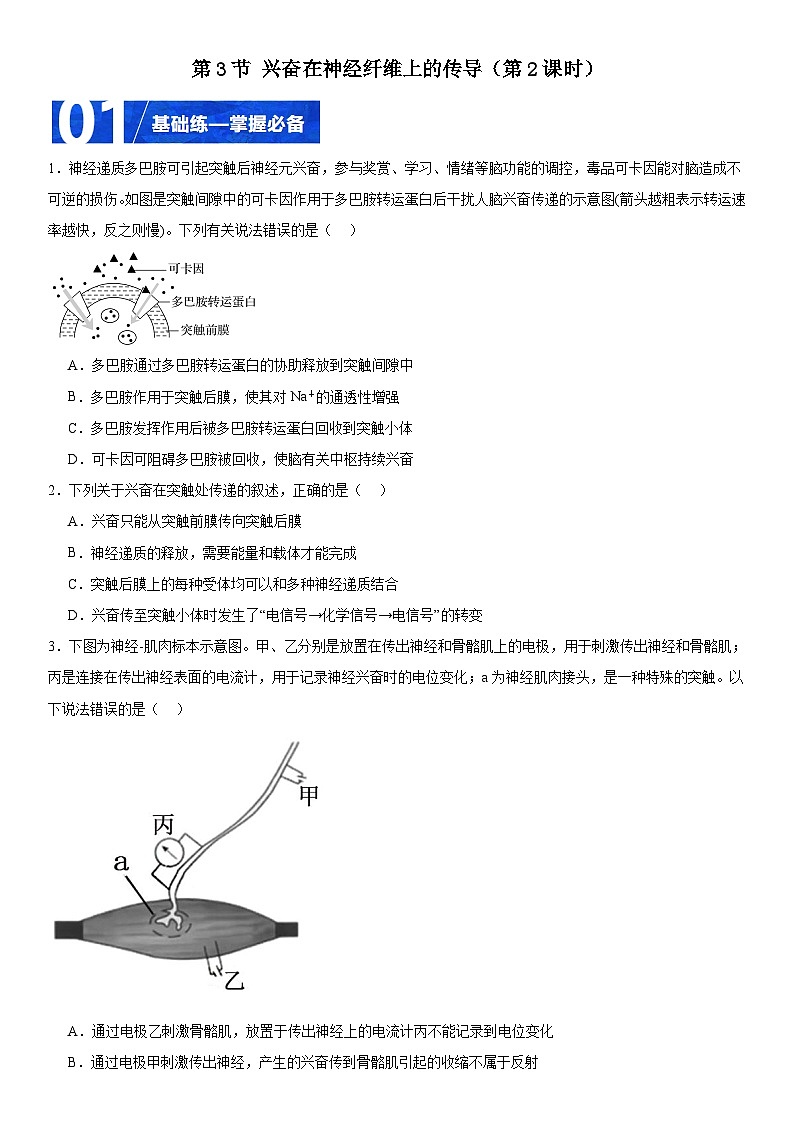 人教版高二生物选择性必修一 2.3.2 《兴奋在神经纤维上的传导》分层练习（原卷版）第1页
