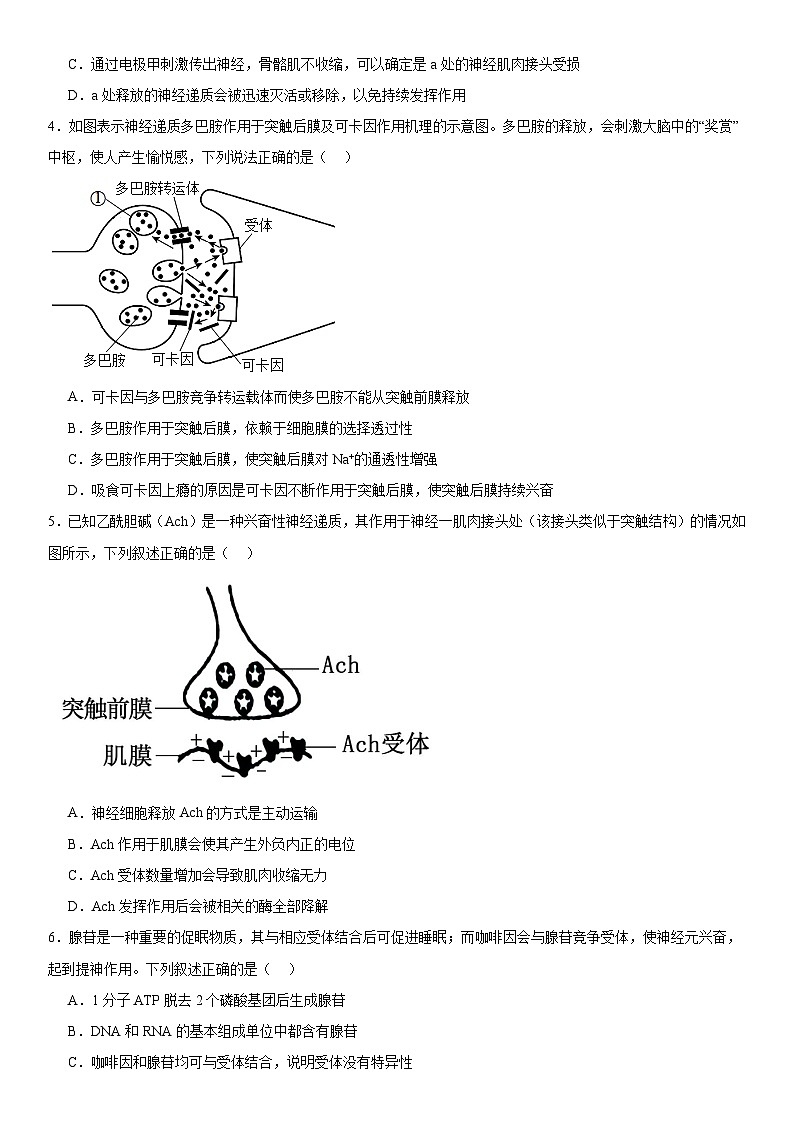 人教版高二生物选择性必修一 2.3.2 《兴奋在神经纤维上的传导》分层练习（原卷版）第2页