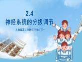 人教版高二生物选择性必修一 2.4 《神经系统的分级调节》课件