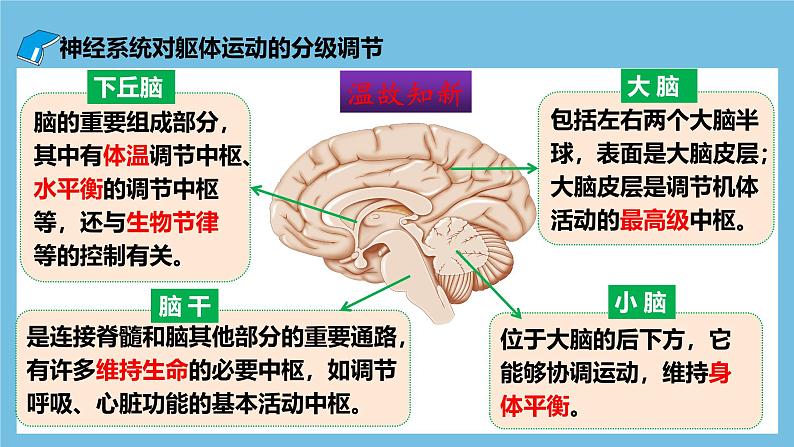 人教版高二生物选择性必修一 2.4 《神经系统的分级调节》课件07