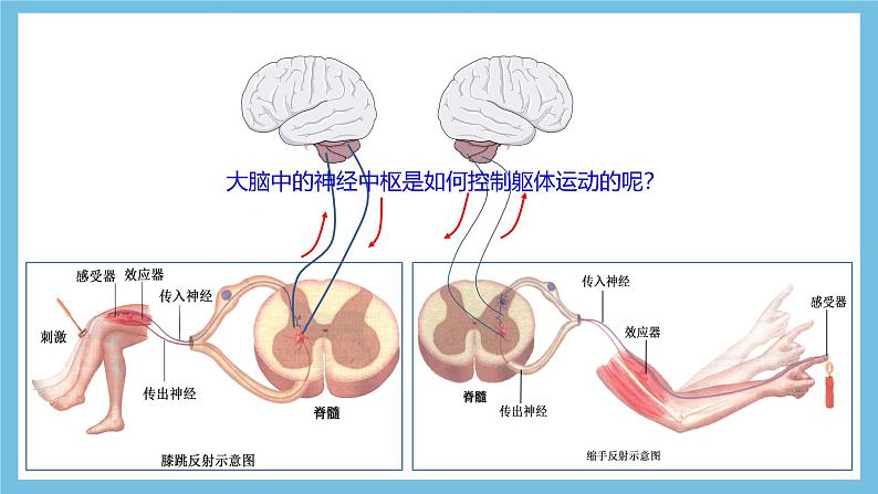 人教版高二生物选择性必修一 2.4 《神经系统的分级调节》课件08