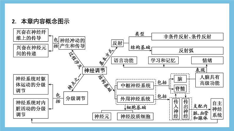 人教版高二生物选择性必修一 第2章 《神经调节》复习课件04