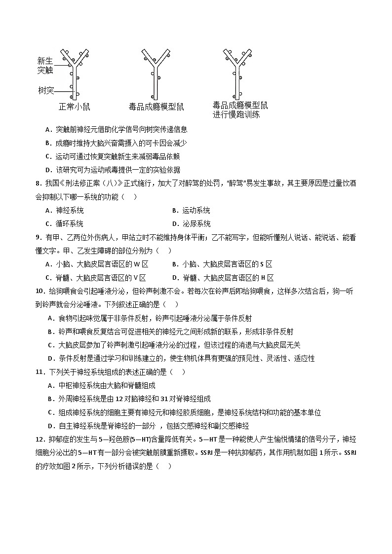 人教版高二生物选择性必修一 第2章 《神经调节》分层练习（原卷版）第2页