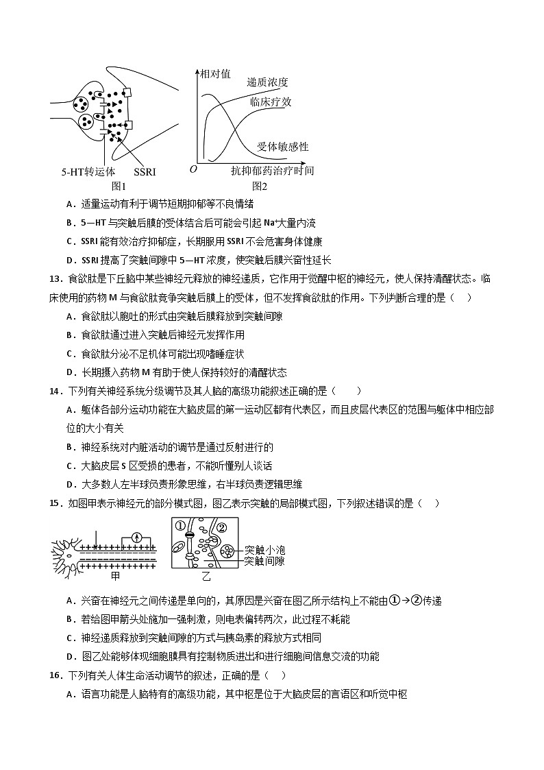 人教版高二生物选择性必修一 第2章 《神经调节》分层练习（原卷版）第3页