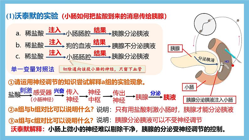 人教版高二生物选择性必修一 3.1.1《激素的发现及研究实例》课件06