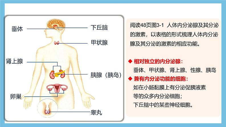 人教版高二生物选择性必修一 3.1.2 《内分泌系统的组成和功能》课件第6页