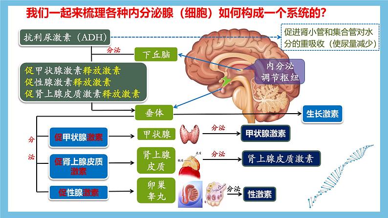 人教版高二生物选择性必修一 3.1.2 《内分泌系统的组成和功能》课件第8页