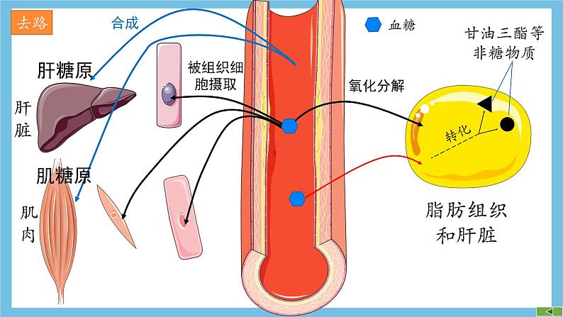 人教版高二生物选择性必修一 3.2.1 《血糖平衡的调节》课件08