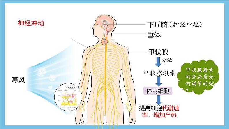 人教版高二生物选择性必修一 3.2.2 《甲状腺激素的分级调节和激素调节的特点》课件第4页