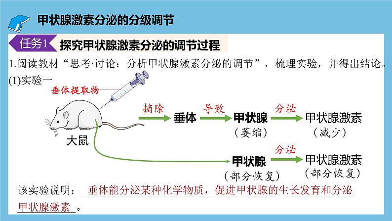 人教版高二生物选择性必修一 3.2.2 《甲状腺激素的分级调节和激素调节的特点》课件第6页