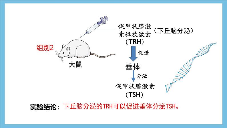 人教版高二生物选择性必修一 3.2.2 《甲状腺激素的分级调节和激素调节的特点》课件第7页