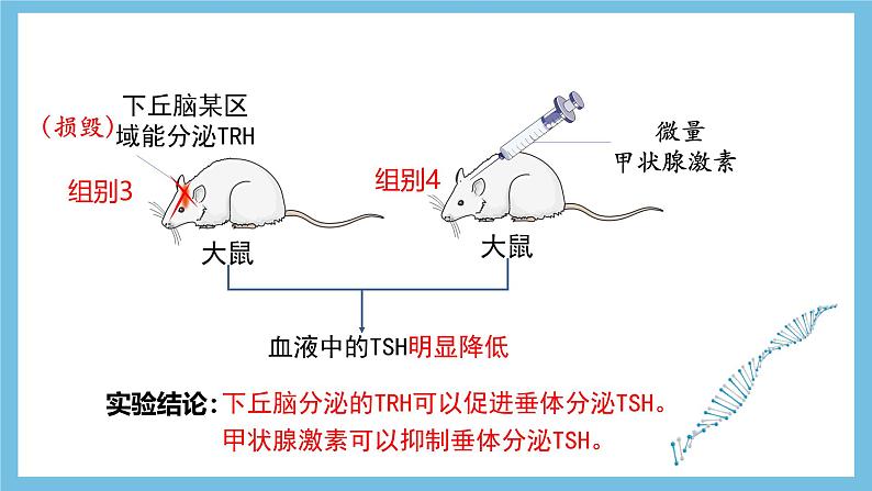 人教版高二生物选择性必修一 3.2.2 《甲状腺激素的分级调节和激素调节的特点》课件第8页