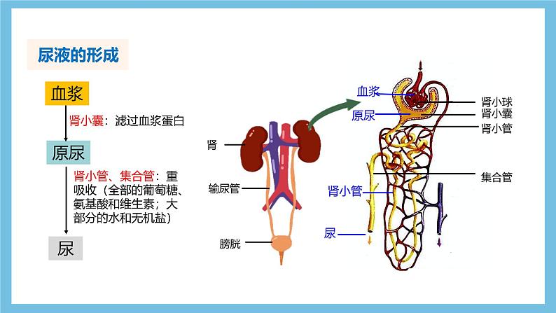 人教版高二生物选择性必修一 3.3.2 《水和无机盐平衡的调节》课件06