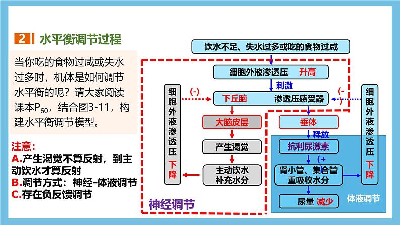 人教版高二生物选择性必修一 3.3.2 《水和无机盐平衡的调节》课件07