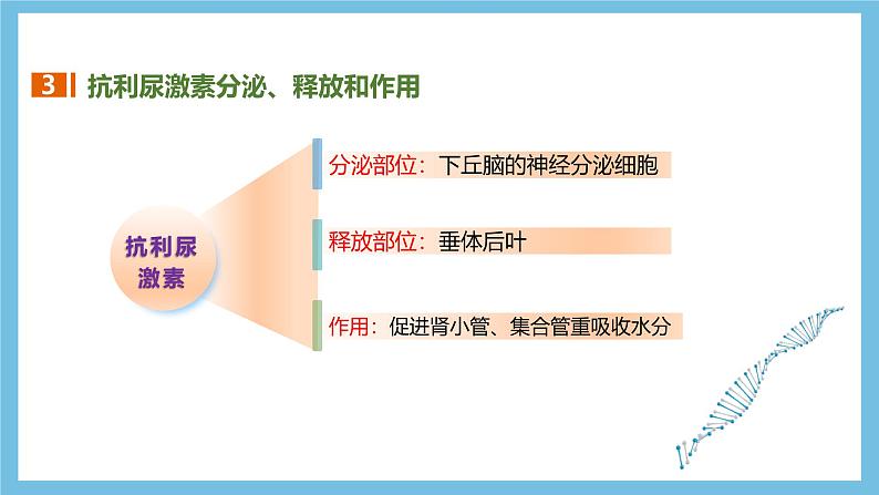 人教版高二生物选择性必修一 3.3.2 《水和无机盐平衡的调节》课件08