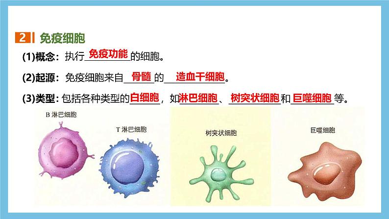 人教版高二生物选择性必修一 4.1 《免疫系统的组成和功能》课件07