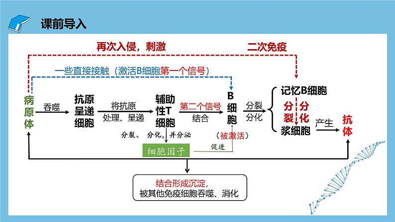 人教版高二生物选择性必修一 4.2.2《细胞免疫及体液免疫和细胞免疫的协调配合》课件第3页