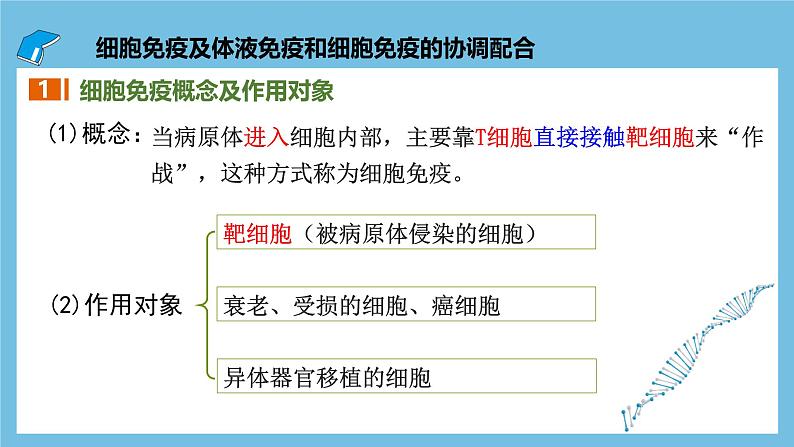 人教版高二生物选择性必修一 4.2.2《细胞免疫及体液免疫和细胞免疫的协调配合》课件第6页