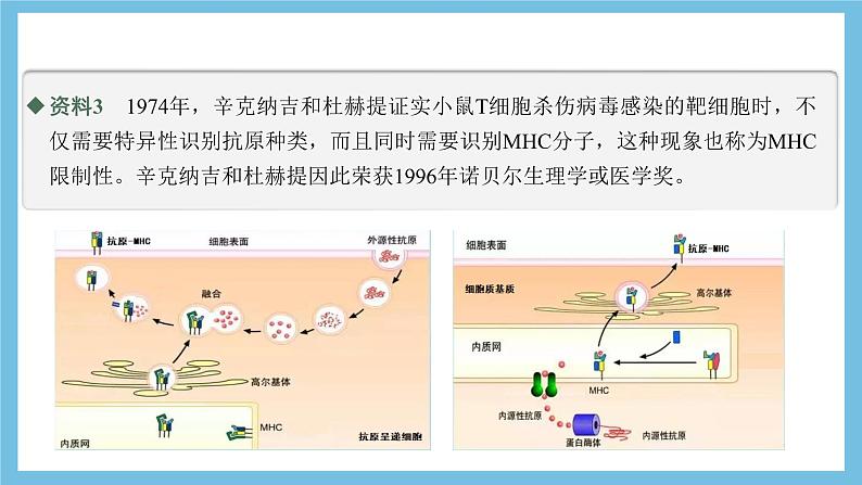 人教版高二生物选择性必修一 4.2.2《细胞免疫及体液免疫和细胞免疫的协调配合》课件第8页