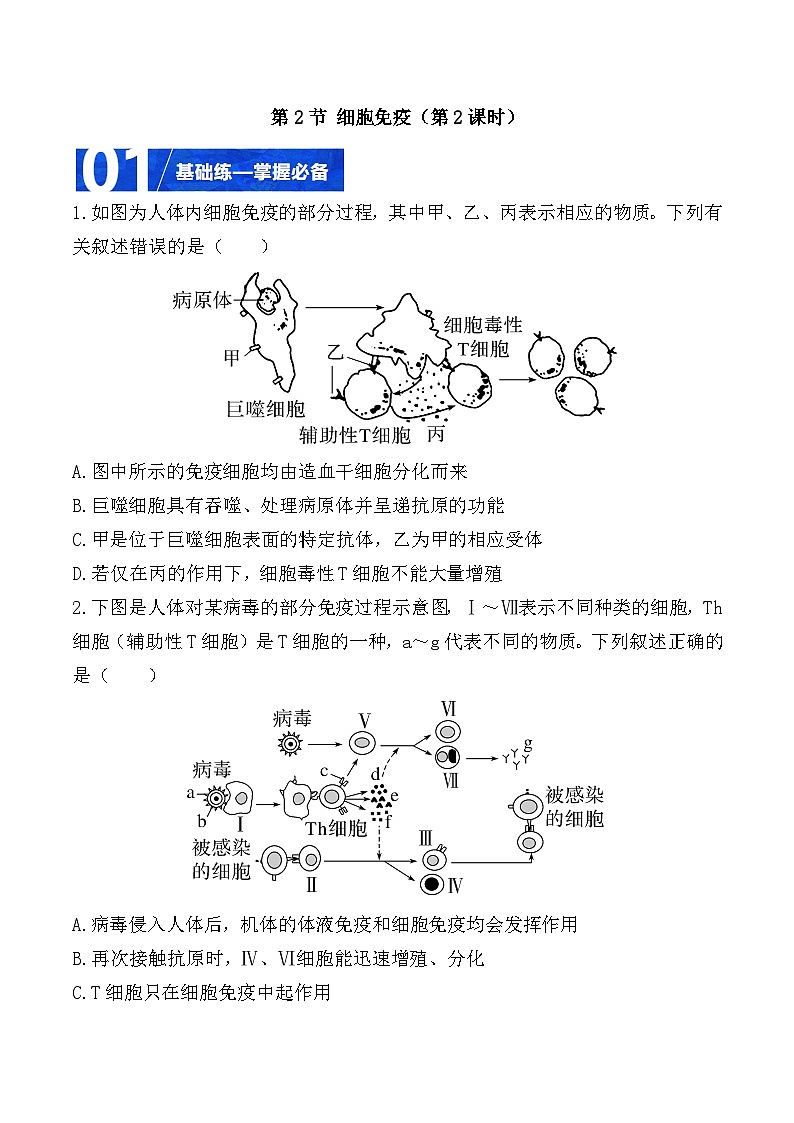 人教版高二生物选择性必修一 4.2.2《细胞免疫及体液免疫和细胞免疫的协调配合》分层练习（原卷+解析卷）01