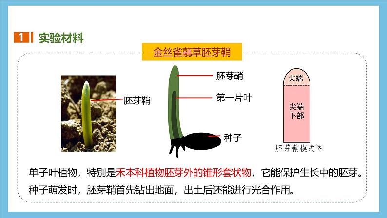 人教版高二生物选择性必修一 5.1.1 《生长素的发现过程》课件08