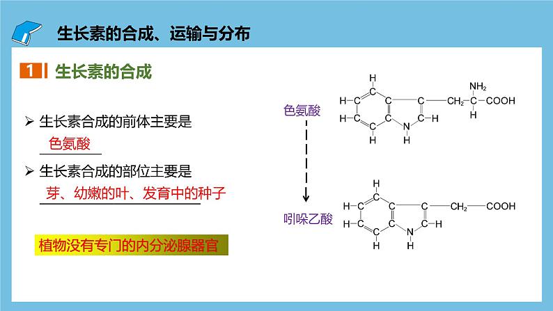 人教版高二生物选择性必修一 5.1.2 《生长素的合成、运输与分布和生长素的生理作用》课件04