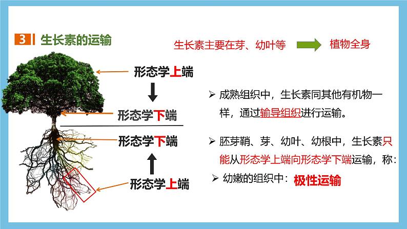 人教版高二生物选择性必修一 5.1.2 《生长素的合成、运输与分布和生长素的生理作用》课件06