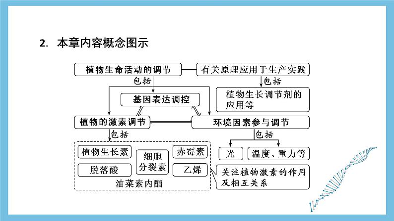 人教版高二生物选择性必修一 第5章 《植物生命活动的调节》复习课件04