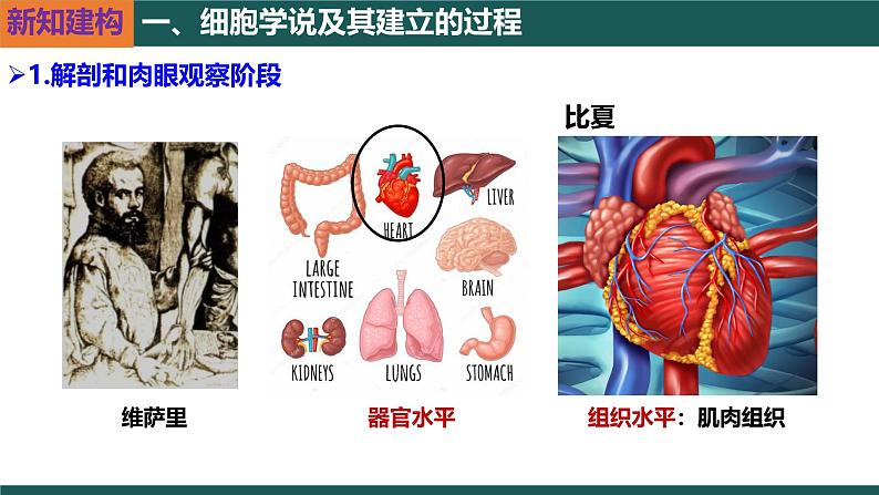 人教版（2019）高中生物必修一1.1 《细胞是生命活动的基本单位 》课件08