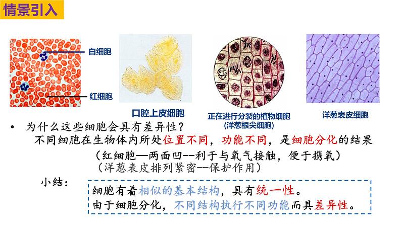 人教版（2019）高中生物必修一1.2《细胞的多样性和统一性》（第1课时）课件06