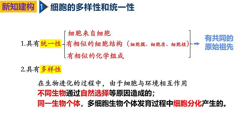 人教版（2019）高中生物必修一1.2《细胞的多样性和统一性》（第1课时）课件07