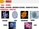 人教版（2019）高中生物必修一1.2《细胞的多样性和统一性》（第2课时）课件
