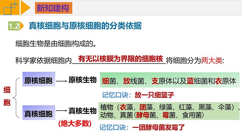 人教版（2019）高中生物必修一1.2《细胞的多样性和统一性》（第2课时）课件06