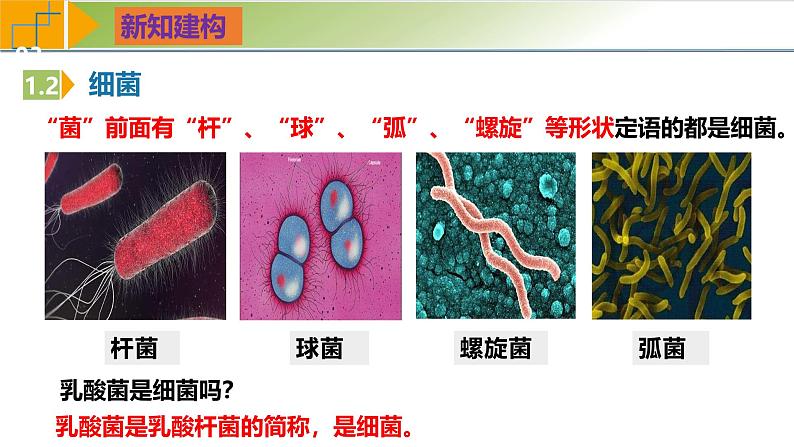 人教版（2019）高中生物必修一1.2《细胞的多样性和统一性》（第2课时）课件08