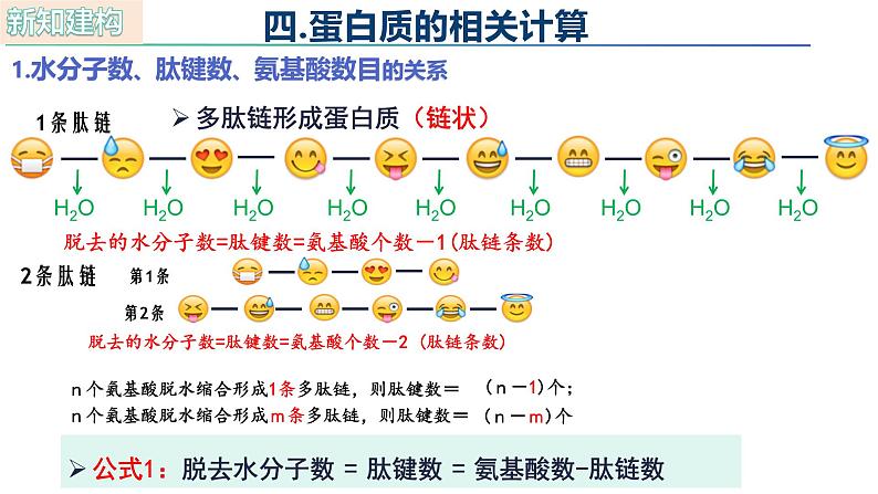 人教版（2019）高中生物必修一2.4《蛋白质是生命活动的主要承担者》（第3课时）课件02