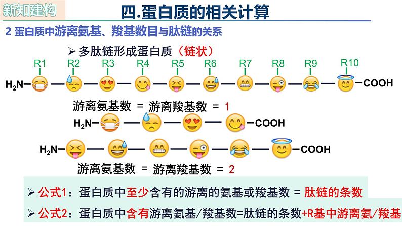 人教版（2019）高中生物必修一2.4《蛋白质是生命活动的主要承担者》（第3课时）课件04