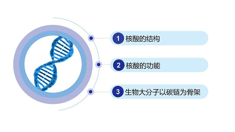 人教版（2019）高中生物必修一2.5《核酸是遗传信息的携带者》（1课时）课件02