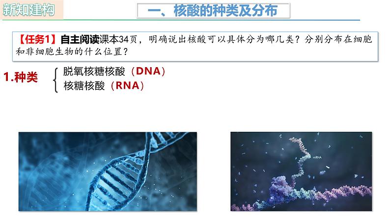 人教版（2019）高中生物必修一2.5《核酸是遗传信息的携带者》（1课时）课件05