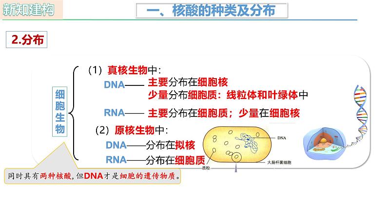 人教版（2019）高中生物必修一2.5《核酸是遗传信息的携带者》（1课时）课件06