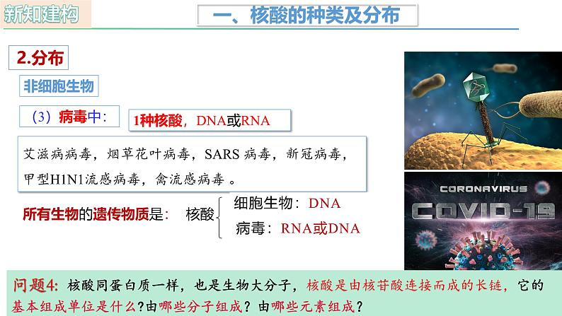 人教版（2019）高中生物必修一2.5《核酸是遗传信息的携带者》（1课时）课件07