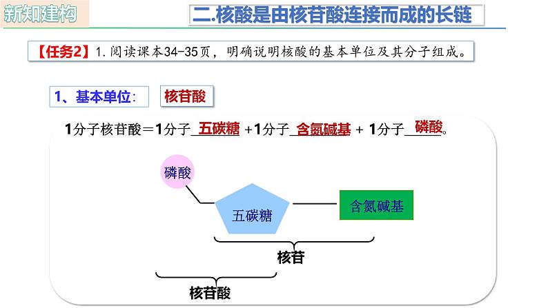 人教版（2019）高中生物必修一2.5《核酸是遗传信息的携带者》（1课时）课件08