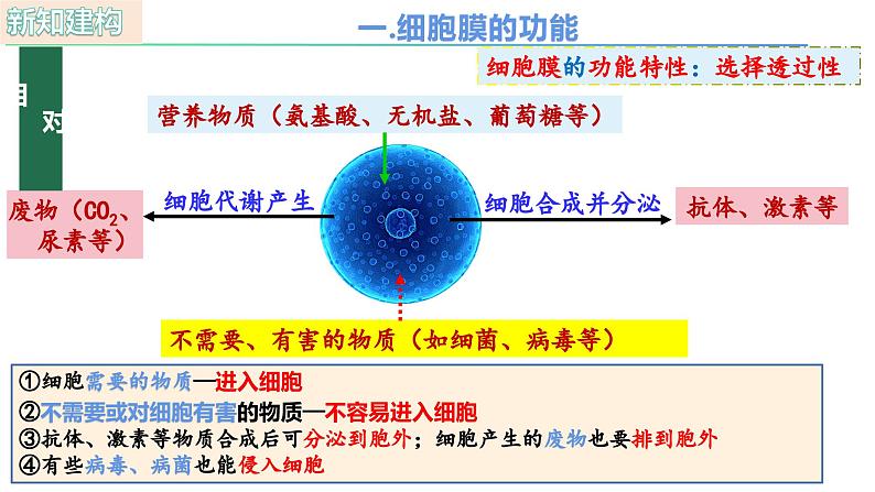 人教版（2019）高中生物必修一3.1《细胞膜的结构和功能》（第1课时）课件06