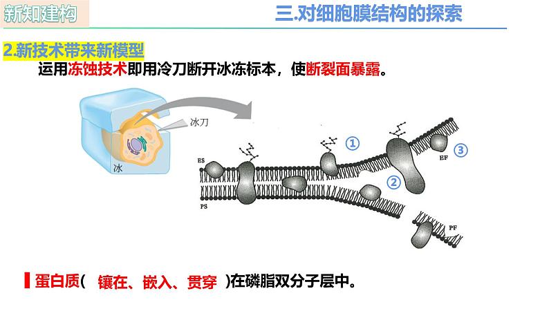 人教版（2019）高中生物必修一3.1《细胞膜的结构和功能》（第2课时）课件第4页