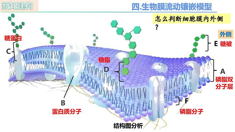 人教版（2019）高中生物必修一3.1《细胞膜的结构和功能》（第2课时）课件第7页