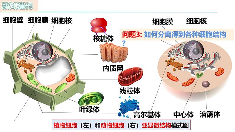 人教版（2019）高中生物必修一3.2 《细胞器之间的分工合作》（第1课时）课件04