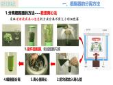 人教版（2019）高中生物必修一3.2 《细胞器之间的分工合作》（第1课时）课件