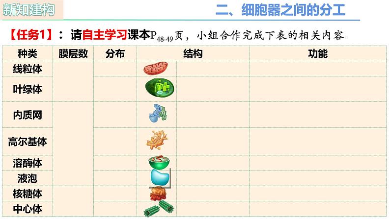 人教版（2019）高中生物必修一3.2 《细胞器之间的分工合作》（第1课时）课件07